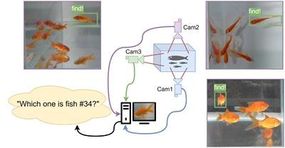 Take good care of your fish: fish re-identification with synchronized multi-view camera system